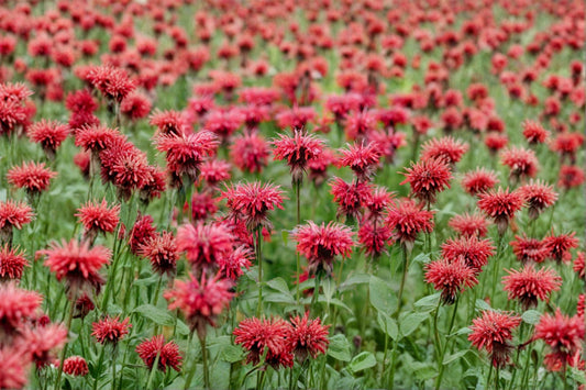 5 Live Cherry Bee Balm Plants | Monarda Perennial | Pollinator Friendly | Hummingbird & Butterfly Garden | Full Sun Hardy