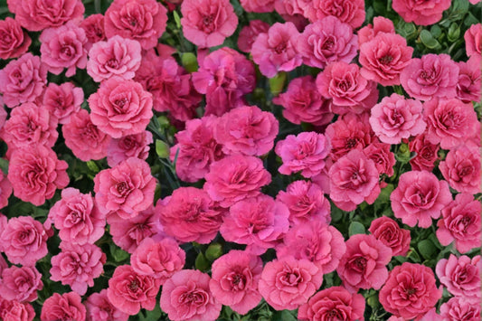 3 Pretty in Pink Dianthus Live Plants | Fragrant Perennial | Pink Carnation Flowers | Pollinator Friendly | Hardy Garden Starter