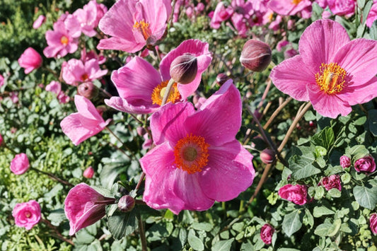 2 Fantasy Jasmine Anemone Live Plants | Japanese Anemone Perennial | Pink Fall Blooms | Shade Garden | Pollinator Friendly
