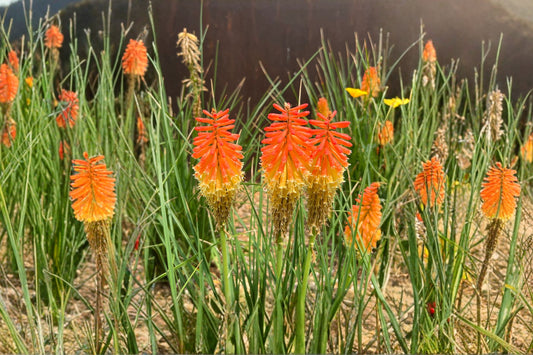 2 Red Hot Poker Live Bareroot Plants | Kniphofia Torch Lily | Reblooming Perennial | Hummingbird Plant | Full Sun Hardy