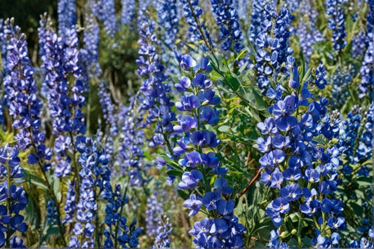 3 Mixed Baptisia Live Starter Plants | False Indigo Perennial | Pollinator Friendly | Hardy Native Flowers | Fall Planting