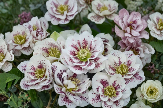 Confetti Cake Lenten Rose Live Plant | Hellebore Perennial | Evergreen Shade Plant | Winter to Spring Blooms | Hardy Garden Flower