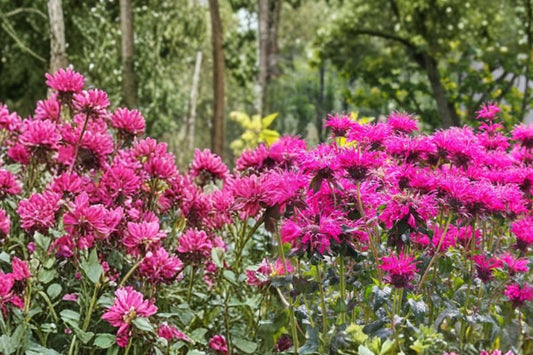 3 Live Berry Bee Balm Plants | Monarda Perennial | Pollinator Friendly | Hummingbird & Butterfly Garden | Full Sun Hardy