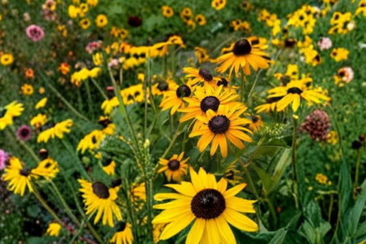 3 Goldsturm Black Eyed Susan Live Plants | Rudbeckia Perennial | Pollinator Friendly | Hardy Full Sun Flowers | Starter Plants