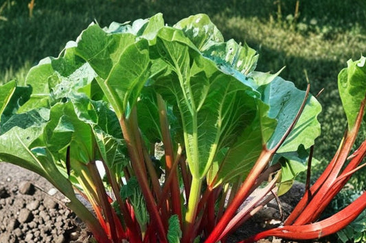 2 Queen Victoria Rhubarb Live Plants | Starter Rhubarb Crowns | Edible Perennial | Easy to Grow | Ready to Plant Garden