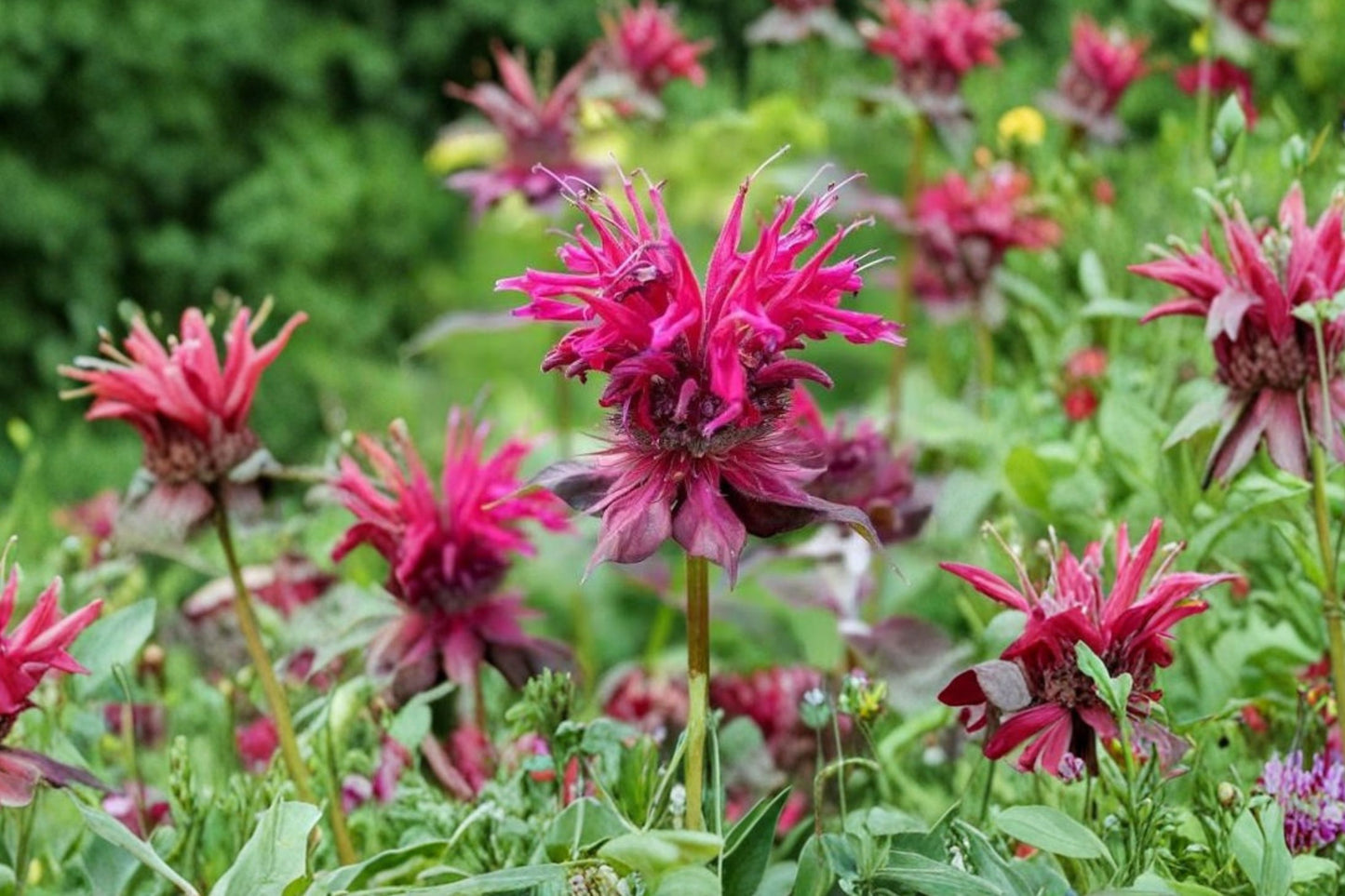 4 Live Raspberry Bee Balm Plants | Monarda Perennial | Pollinator Friendly | Hummingbird & Butterfly Garden | Full Sun Hardy