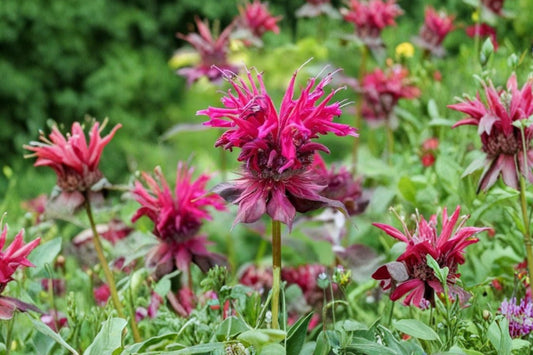 4 Live Raspberry Bee Balm Plants | Monarda Perennial | Pollinator Friendly | Hummingbird & Butterfly Garden | Full Sun Hardy