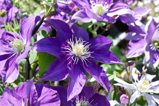 Purple Clematis Live Plant | Flowering Climbing Vine | Large Purple Blooms | Hummingbird & Butterfly Garden | Hardy Perennial