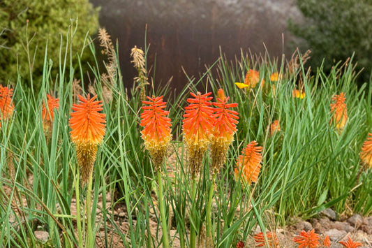 2 Red Hot Poker Live Plants | Kniphofia Torch Lily | Pollinator Perennial | Hummingbird Garden | Full Sun | Ready to Plant