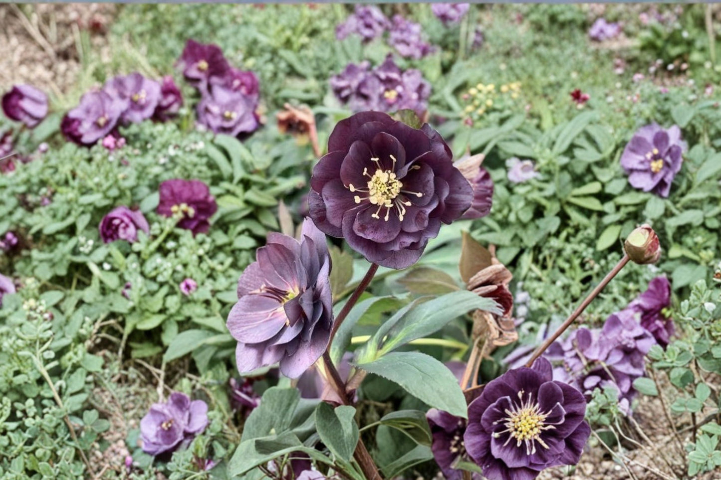 Dashing Groomsmen Lenten Rose Live Plant | Hellebore Perennial | Evergreen Shade Plant | Spring Blooming | Hardy Garden Flower