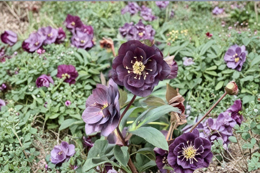 Dashing Groomsmen Lenten Rose Live Plant | Hellebore Perennial | Evergreen Shade Plant | Spring Blooming | Hardy Garden Flower