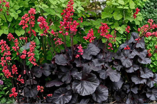 3 Mixed Heuchera Live Plants | Coral Bells Collection | Shade Perennials | Colorful Foliage | Hardy Starter Plants