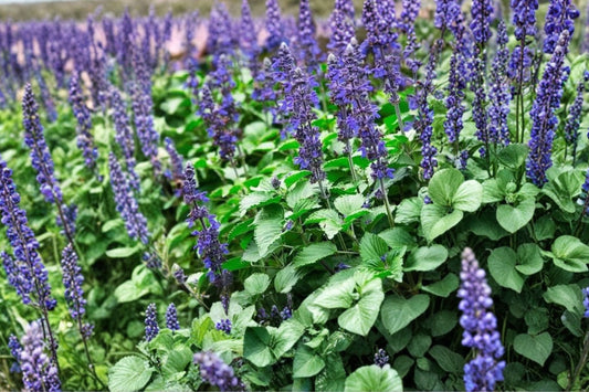4 Blue Salvia Live Plants | Perennial Garden Sage | Pollinator Friendly | Hardy Full Sun Flowers | Easy to Grow Starter Plants