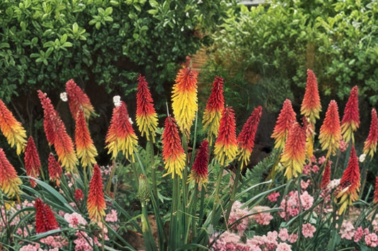 2 Red Hot Poker Live Plants | Kniphofia Torch Lily | Bareroot Perennial | Pollinator Friendly | Full Sun Hardy Flowers