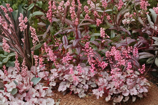 Catching Fire Heuchera Live Plant | Coral Bells Perennial | Colorful Shade Plant | Evergreen Foliage | Hardy Starter Plant