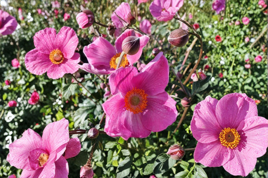 2 Fantasy Jasmine Japanese Anemone Live Plants | Pink Fall Blooming Perennial | Shade Garden Flower | Hardy Starter Plants