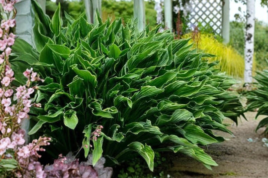 Rare Praying Hands Hosta Bareroot | Live Shade Perennial | Unique Upright Plantain Lily | Easy to Grow | Hardy Hosta Plant