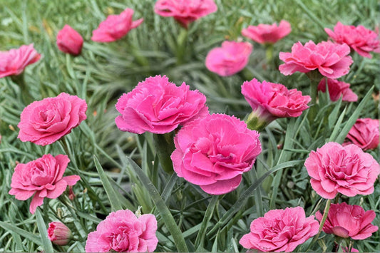 5 Dianthus Pink Double Bubble Live Plants | Fragrant Perennial | Cottage Garden Flowers | Hardy Full Sun Starter Plants
