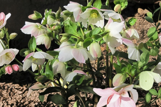 Snow Bells Lenten Rose Live Plant | Hellebore Perennial | Evergreen Shade Plant | Winter & Spring Blooms | Hardy Garden Flower