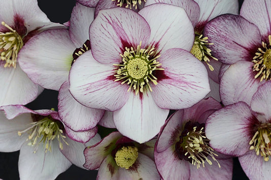 French Kiss Lenten Rose Live Plant | Hellebore Perennial | Evergreen Shade Plant | Winter & Spring Blooms | Hardy Garden Flower