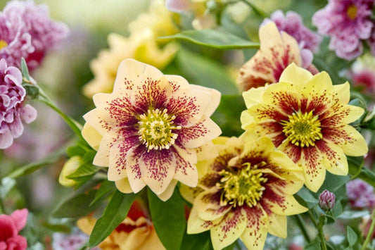 Mother of the Bride Lenten Rose Live Plant | Hellebore Perennial | Evergreen Shade Plant | Winter & Spring Blooms | Hardy Flower