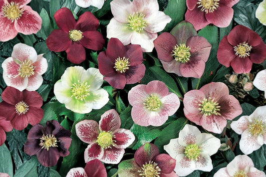 4 Mixed Lenten Rose Live Plants | Hellebore Collection | Evergreen Shade Perennials | Winter Spring Blooms | Large Hardy Plants