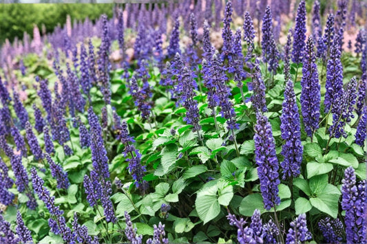 3 Blue Salvia Live Plants | Perennial Garden Sage | Pollinator Friendly | Hardy Full Sun Flowers | Easy to Grow Starter Plants