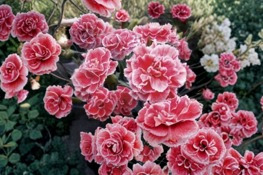5 Mixed Dianthus Live Starter Plants | Fragrant Perennials | Cottage Garden Flowers | Full Sun Hardy | Mixed Color Collection
