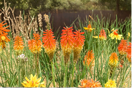 4 Flashpoint Red Hot Poker Live Plants | Kniphofia Torch Lily | Pollinator Perennial | Full Sun Hardy | Bareroot Plants