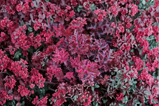 3 Melting Fire Heuchera Live Plants | Coral Bells Perennial | Colorful Foliage | Sun or Shade | Hardy Starter Plants