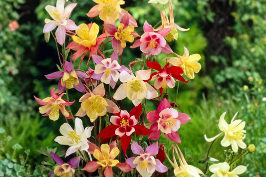 3 Mixed Columbine Live Plants | Aquilegia Perennials | Pollinator Friendly | Spring Blooming | Hardy Starter Plants