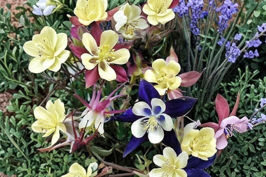 4 Mixed Columbine Live Plants | Aquilegia Perennials | Pollinator Friendly | Spring Blooming | Hardy Starter Plants