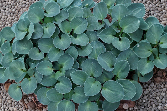 Blue Mouse Ears Hosta Live Plant | Mini Blue Hosta | Shade Perennial | Compact Plantain Lily | Hardy Woodland Garden Plant