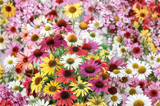 6 Mixed Echinacea Live Plants | Coneflower Perennials | Pollinator Friendly | Hardy Full Sun Flowers | Ready to Plant Collection