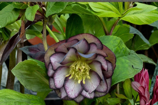 2 Black Tie Affair Lenten Rose Live Plants | Rare Hellebore | Evergreen Shade Perennial | Winter Spring Blooms | Hardy