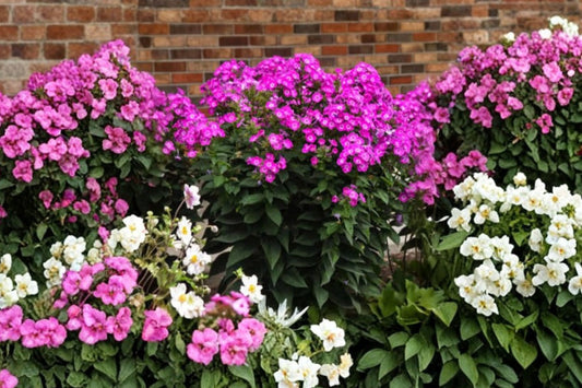3 Mixed Phlox Live Starter Plants | Garden Phlox Perennials | Pollinator Friendly | Fragrant Full Sun Flowers | Hardy Plants