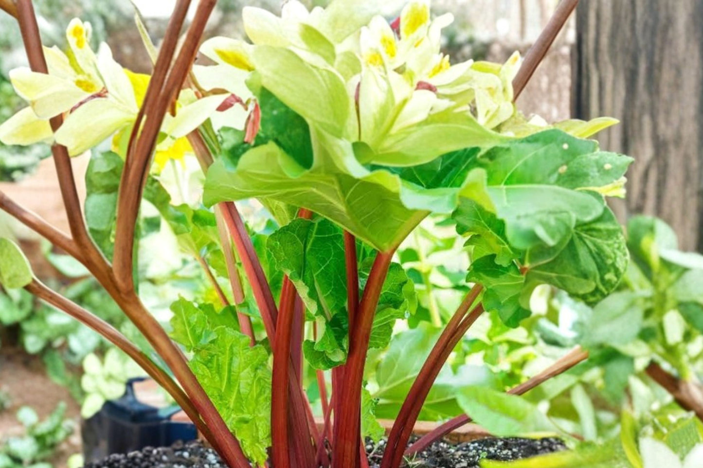 Giant Rhubarb Crown | Live Rhubarb Root Crown | Hardy Perennial Vegetable | Ready to Plant | Garden Rhubarb Starter