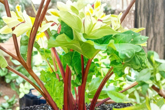 Giant Rhubarb Crown | Live Rhubarb Root Crown | Hardy Perennial Vegetable | Ready to Plant | Garden Rhubarb Starter