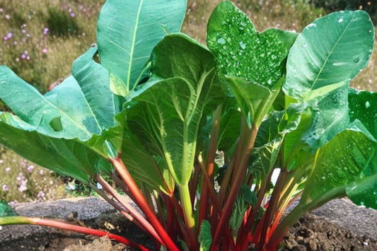 Giant Rhubarb Crown | Live Rhubarb Root | Ready to Plant | Harvest This Year | Hardy Perennial Vegetable | Edible Garden Plant