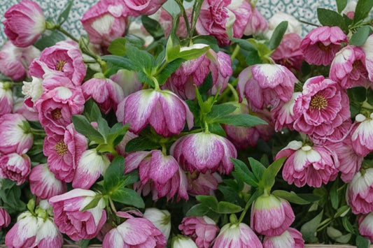 Blushing Bridesmaid Lenten Rose Live Plant | Hellebore Perennial | Evergreen Shade Plant | Winter Spring Blooms | Hardy Flower