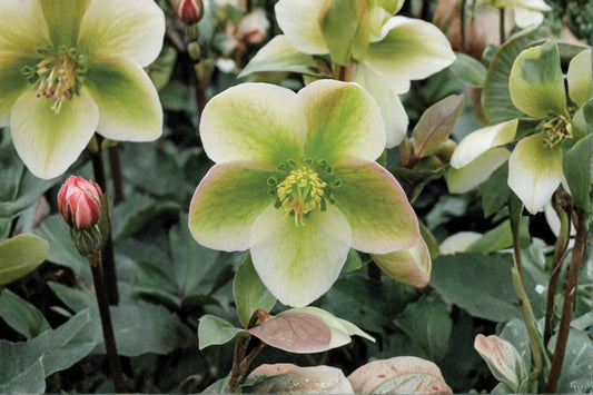 2 Ivory Prince Lenten Roses. Super Healthy. Ready to Plant. Stunning Purple Color. Easy to Grow. Loves Moist Shady area