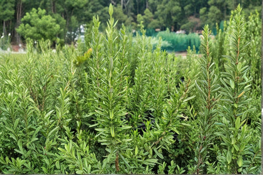 2 Live Rosemary Herb Plants | Hardy Culinary Herb | Drought Tolerant | Full Sun Herb Garden | Fragrant Evergreen Starter Plants