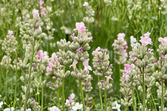 5 English Lavender Live Plants | Fragrant Perennial Herbs | Pollinator Friendly | Full Sun Hardy | Starter Lavender Plants