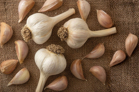 3 German Garlic Bulbs for Planting | Hardneck Seed Garlic | Ready to Plant | Cold Hardy | Home Garden Garlic Heads