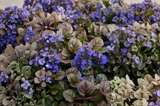 3 Ajuga Bronze Beauty Live Plants | Bugleweed Groundcover | Evergreen Shade Perennial | Bronze Purple Foliage | Easy to Grow