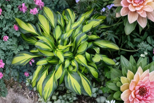 Rainbows End Hosta Live Plant | Variegated Shade Perennial | Plantain Lily | Hardy Hosta | Easy to Grow Woodland Garden