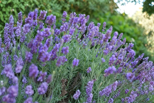 4 Phenomenal Lavender Live Plants | Lavandula x intermedia | Fragrant Perennial | Full Sun Hardy | Starter Lavender Plants