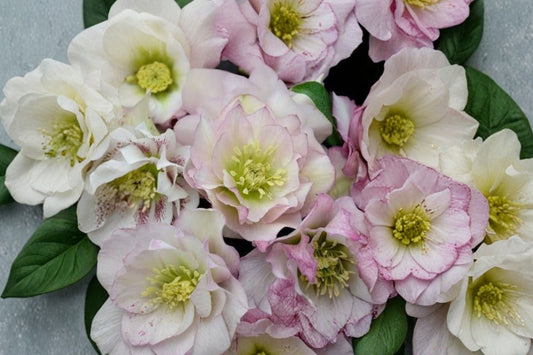 Flower Girl Lenten Rose Live Plant | Hellebore Perennial | Evergreen Shade Plant | Winter Spring Blooms | Hardy Garden Flower