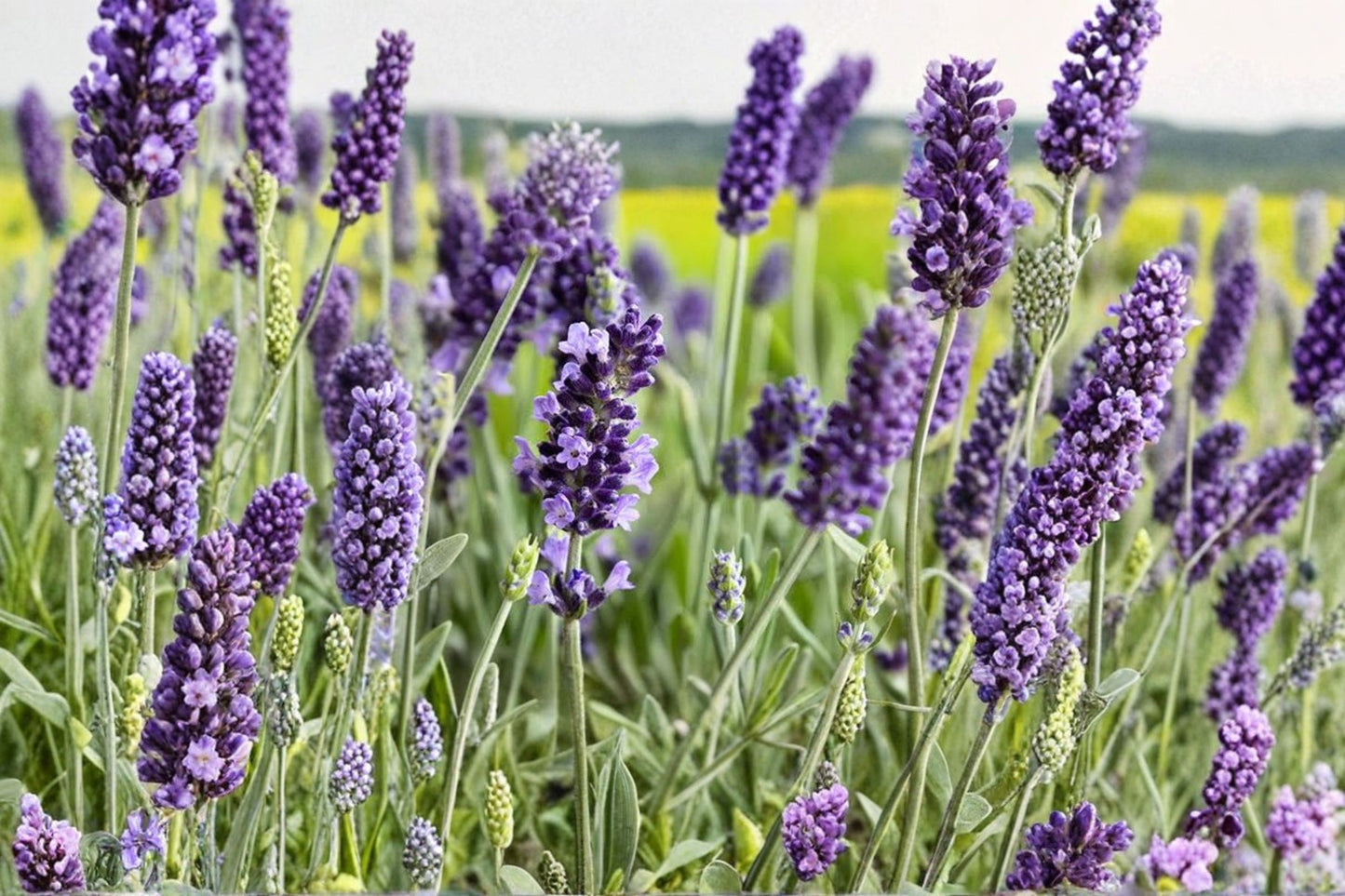5 English Lavender Live Plants | Fragrant Lavender Perennials | Hardy Full Sun Herb | Pollinator Friendly | Starter Plants