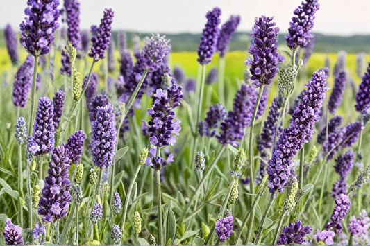 5 English Lavender Live Plants | Fragrant Lavender Perennials | Hardy Full Sun Herb | Pollinator Friendly | Starter Plants